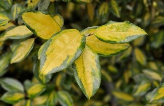 Afbeelding Olijfwilg 'Limelight' - Elaeagnus ebbingei 'Limelight'