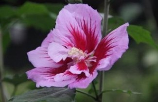 Afbeelding Altheastruik 'Purple Pillar' - Hibiscus syriacus 'Purple Pillar'
