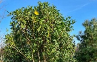 Afbeelding Schijnhulst aurantiacus - Osmanthus fragrans var. aurantiacus