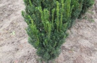 Afbeelding Taxus 'Hillii', Haagplant - Taxus media 'Hillii'