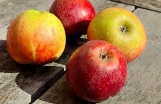 Afbeelding Appel 'Ingrid Marie' - Malus domestica 'Ingrid Marie'