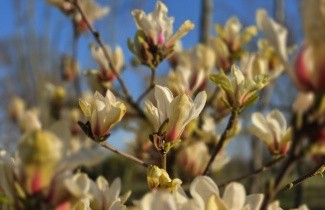 Afbeelding Magnolia 'Sunrise' - Magnolia 'Sunrise'