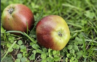 Afbeelding Appel 'Summerred' - Malus domestica 'Summerred'