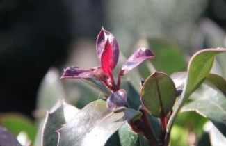 Afbeelding Hulst 'Camelliifolia' - Ilex altaclerensis 'Camelliifolia'