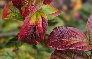 Afbeelding Perzisch IJzerhout 'Persian Spire' - Parrotia persica 'Persian Spire'