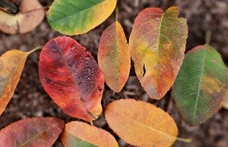 Afbeelding Krentenboompje 'October Flame' - Amelanchier canadensis 'October Flame'