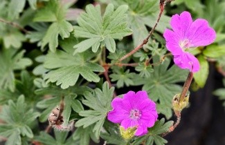 Afbeelding Ooievaarsbek, Max Frei - Geranium sanguineum 'Max Frei'