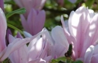 Afbeelding Magnolia 'George Henry Kern' - Magnolia 'George Henry Kern'