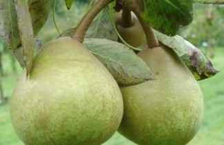 Afbeelding Handpeer "Josephine de Malines" - Pyrus communis 'Josephine de Malines'