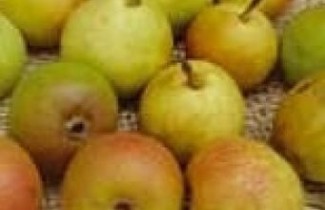 Afbeelding Stoofpeer "Dirkjespeer" - Pyrus communis 'Dirkjespeer'