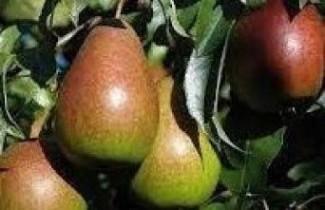 Afbeelding Stoofpeer "Heerenpeer" - Pyrus communis 'Heerenpeer'