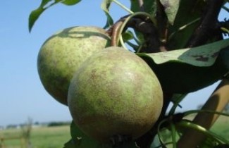 Afbeelding Stoofpeer "Kleipeer" - Pyrus communis 'Kleipeer'