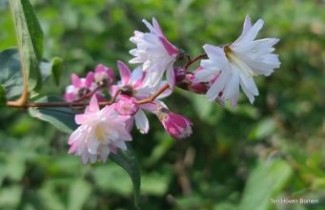 Afbeelding Bruidsbloem  'Pride Of Rochester' - Deutzia crenata 'Pride Of Rochester'