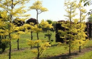 Afbeelding Valse Christusdoorn, tuinbonsai - Gleditsia triacanthos 'Sunburst'