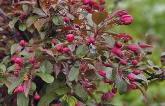 Afbeelding Sierappel 'Freja' - Malus toringo 'Freja'