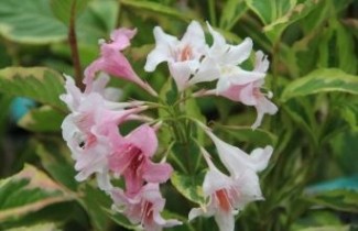 Afbeelding Weigela 'Nana Variegata' - vakbeplanting - Weigela florida 'Nana Variegata'