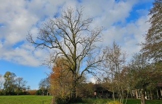 Afbeelding Es - Fraxinus excelsior