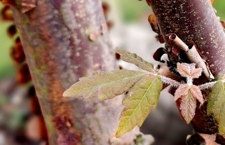 Afbeelding Papieresdoorn - Acer griseum