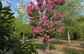 Afbeelding Lagerstroemia indica 'Rosea' - Lagerstroemia indica 'Rosea'