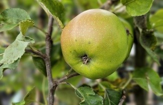 Afbeelding Appel 'Jonagold' - Malus domestica 'Jonagold'