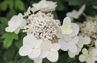 Afbeelding Pluimhortensia 'Wim's Red' - Hydrangea paniculata 'Wim's Red'