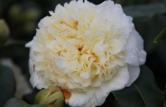 Afbeelding Camellia 'Brushfield's Yellow' - Camellia japonica 'Brushfield's Yellow'