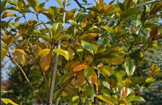 Afbeelding Magnolia '24 Below' - Magnolia grandiflora '24 Below'