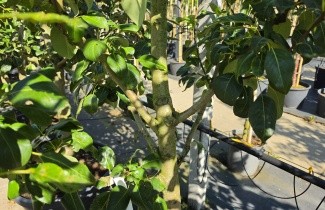 Afbeelding Handpeer 'Clapp's Favorite' - Pyrus communis 'Clapp's Favorite'