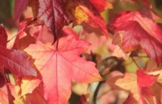 Afbeelding Amberboom 'Pasq. Fastigiata' - Liquidambar styraciflua 'Pasquali Fastigiata'