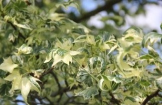 Afbeelding Bontbladige Amberboom - Liquidambar styraciflua 'Silver King'