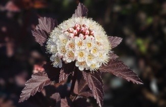 Afbeelding Blaasspiraea 'Diabolo' - Physocarpus opulifolius 'Diabolo'