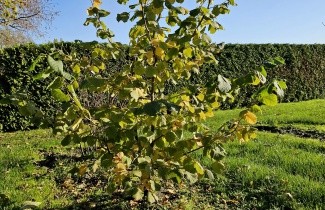 Afbeelding Hazelnoot 'Wunder aus Bollweiler' - Corylus avellana 'Wunder aus Bollweiler'