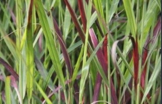 Afbeelding Vingergras 'Squaw' - Panicum virgatum 'Squaw'