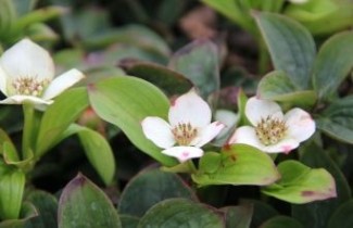 Afbeelding Dwerg kornoelje - Cornus canadensis