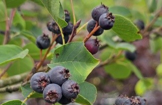 Afbeelding Dwerg krentenboompje - Amelanchier spicata