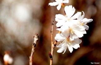 Afbeelding Japanse sierkers 'Autumnalis' - Prunus x subhirtella 'Autumnalis'