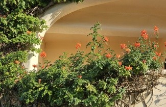 Afbeelding Trompetklimmer - Campsis radicans