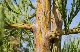 Afbeelding Mammoetboom 'Healthy Mammoth One' - Sequoiadendron giganteum 'Healthy Mammoth One'