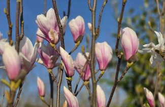 Afbeelding Magnolia soulangeana - Magnolia soulangeana