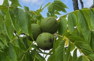 Afbeelding Zwarte Notenboom - Juglans nigra