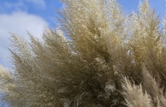 Afbeelding Pampasgras - Cortaderia selloana