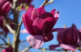 Afbeelding Magnolia 'Emperor' - Magnolia 'Emperor'
