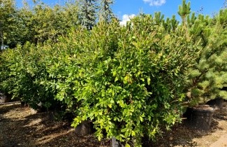 Afbeelding Schijnsels - Clethra alnifolia