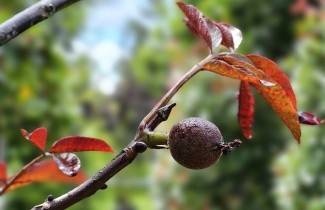 Afbeelding Walnoot, roodbladig - Juglans regia 'Purpurea'