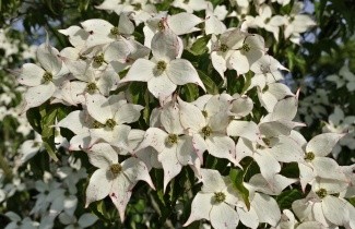 Afbeelding Japanse grootbloemige kornoelje - Cornus kousa
