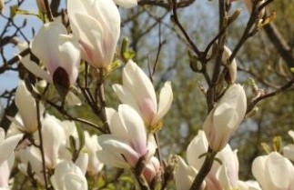 Afbeelding Magnolia - Magnolia soulangeana