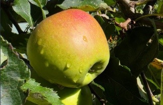 Afbeelding Appel 'James Grieve' - Malus domestica 'James Grieve'