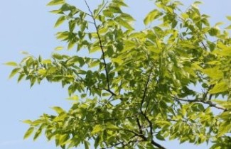 Afbeelding Westerse netelboom - Celtis occidentalis