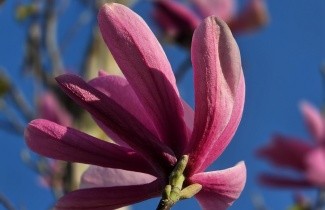 Afbeelding Magnolia 'Galaxy' - Magnolia 'Galaxy'