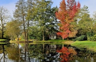 Afbeelding Amberboom - Liquidambar styraciflua